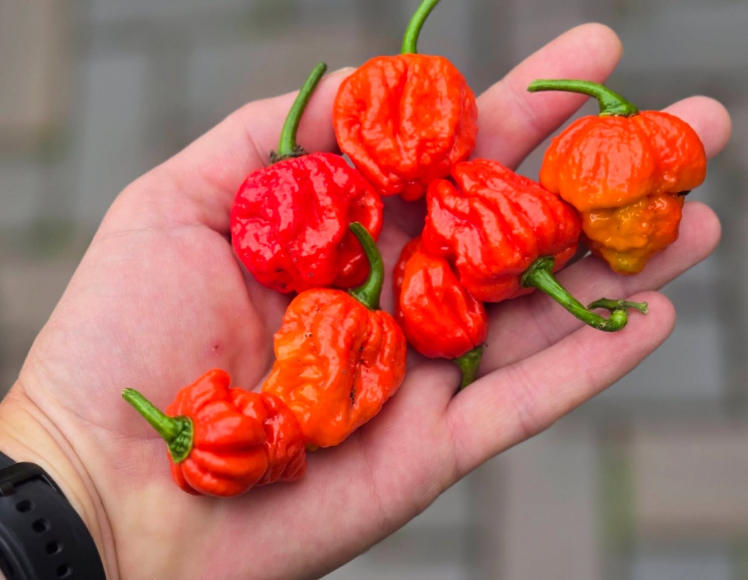 Handful of Armageddon Chilli Pods