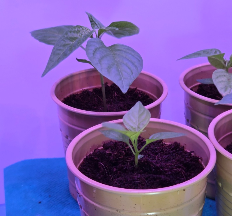 Armageddon Chilli Seedlings in Propagator