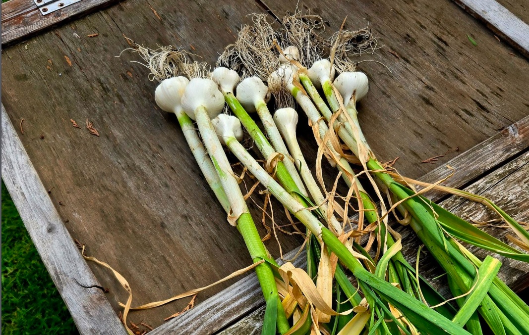Home Grown Garlic from my Garden