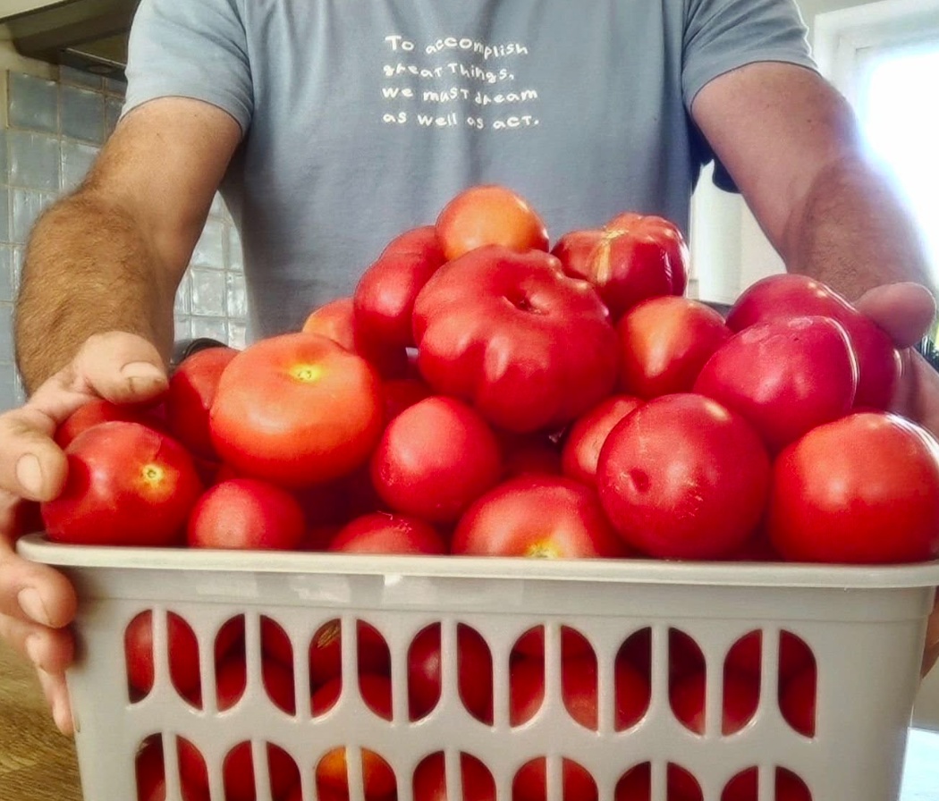 Home Grown Tomatoes from my Garden